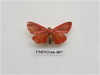 藏品(螟蛾392)的圖片